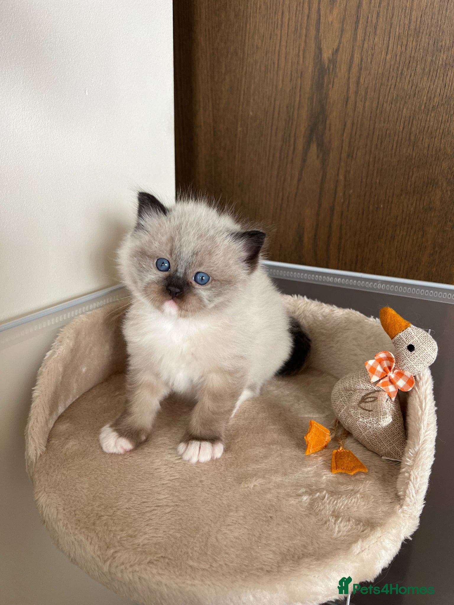 Ragdoll cats Pedigree Ragdoll Kittens 1 Girl & 1 Boy Available  - Advert 1