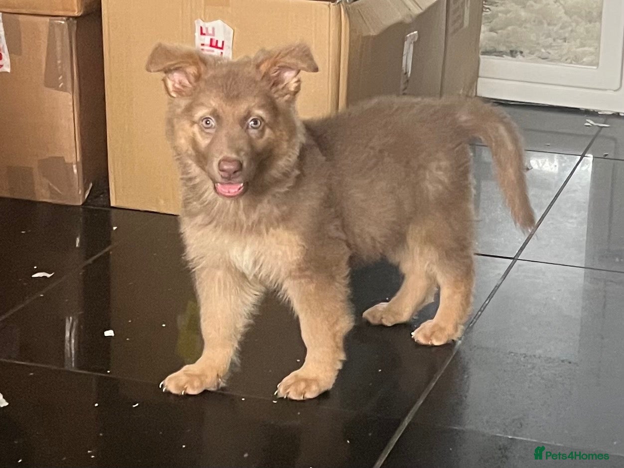 German Shepherd dogs German Shepherd Puppies Liver/tan & Isabella/tan  - Advert 2