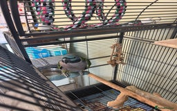 Parakeets birds for sale: Derbyan parrot with cage  - Image 3