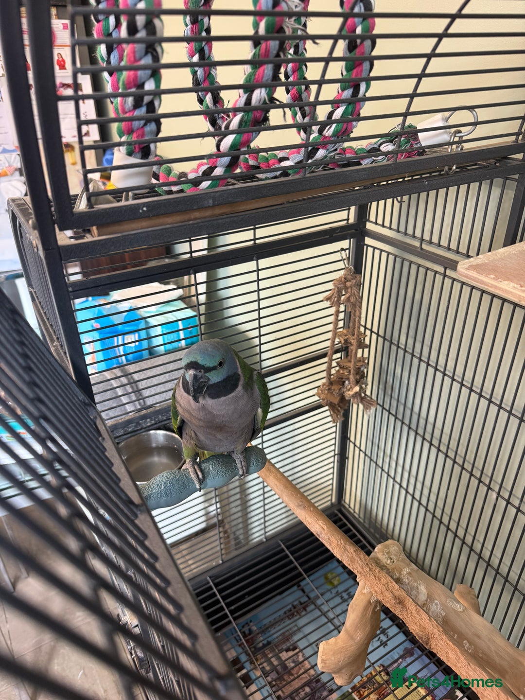 Parakeets birds for sale: Derbyan parrot with cage  - Image 3