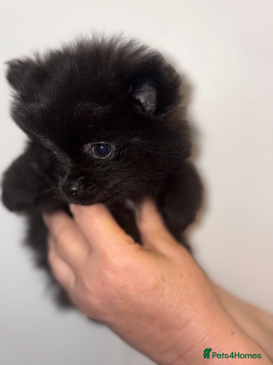 German Spitz dogs for sale: German Spitz females  - Image 3