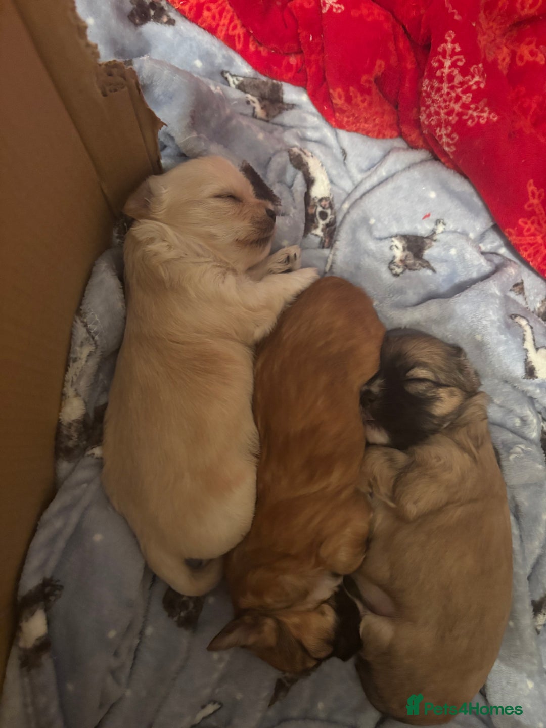 Mixed Breed dogs for sale: 3 Beautiful Chorkies girls - Advert 6
