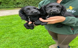 Cocker Spaniel dogs for sale: Cocker spaniel pups  - Image 1