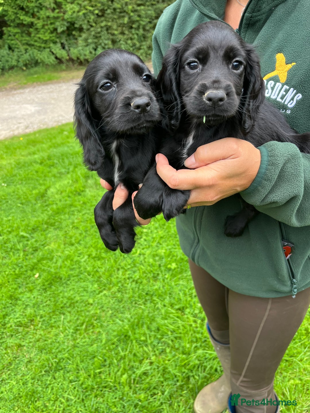 Cocker Spaniel dogs for sale: Cocker spaniel pups  - Image 1