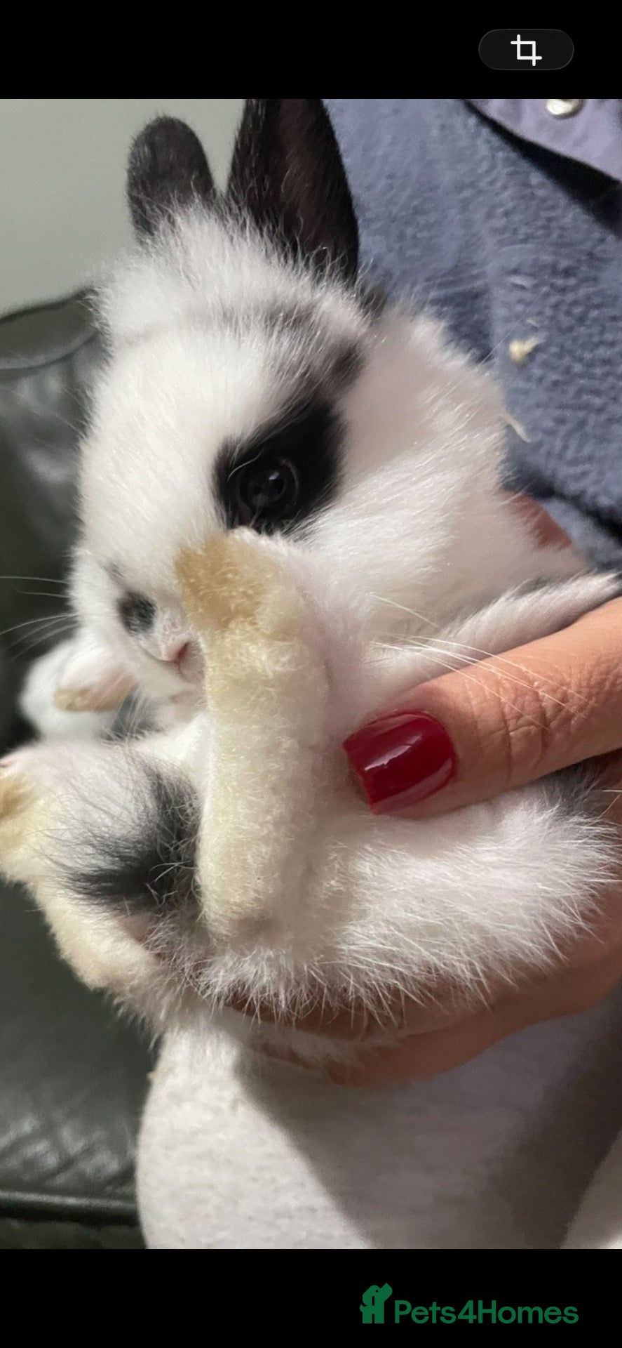 Mixed Breed rabbits Lionhead x Netherland dwarf baby girls.  - Advert 1