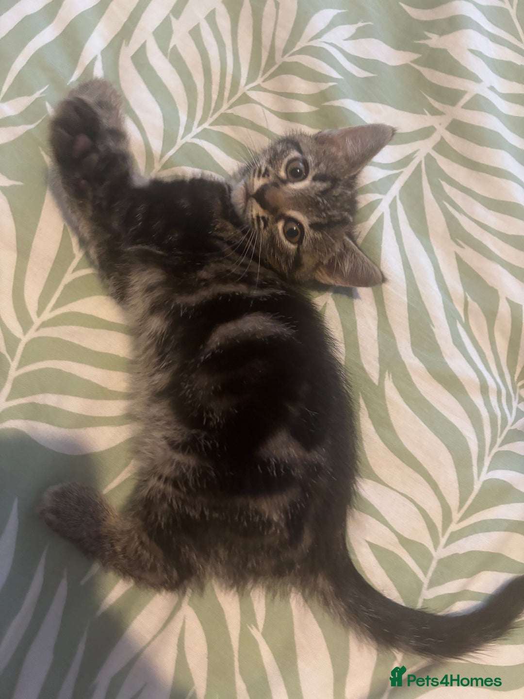 Mixed Breed cats for sale: 2 female Dark tabby kittens for sale - Image 2