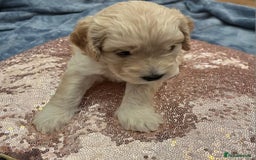Cockapoo dogs for sale: Beautiful litter of cockapoos - Image 10