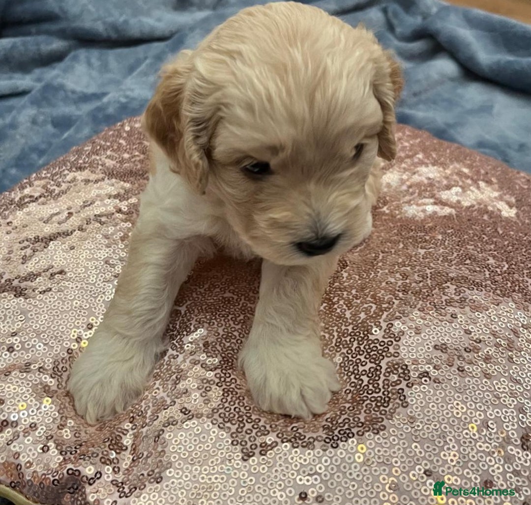 Cockapoo dogs for sale: Beautiful litter of cockapoos - Image 10