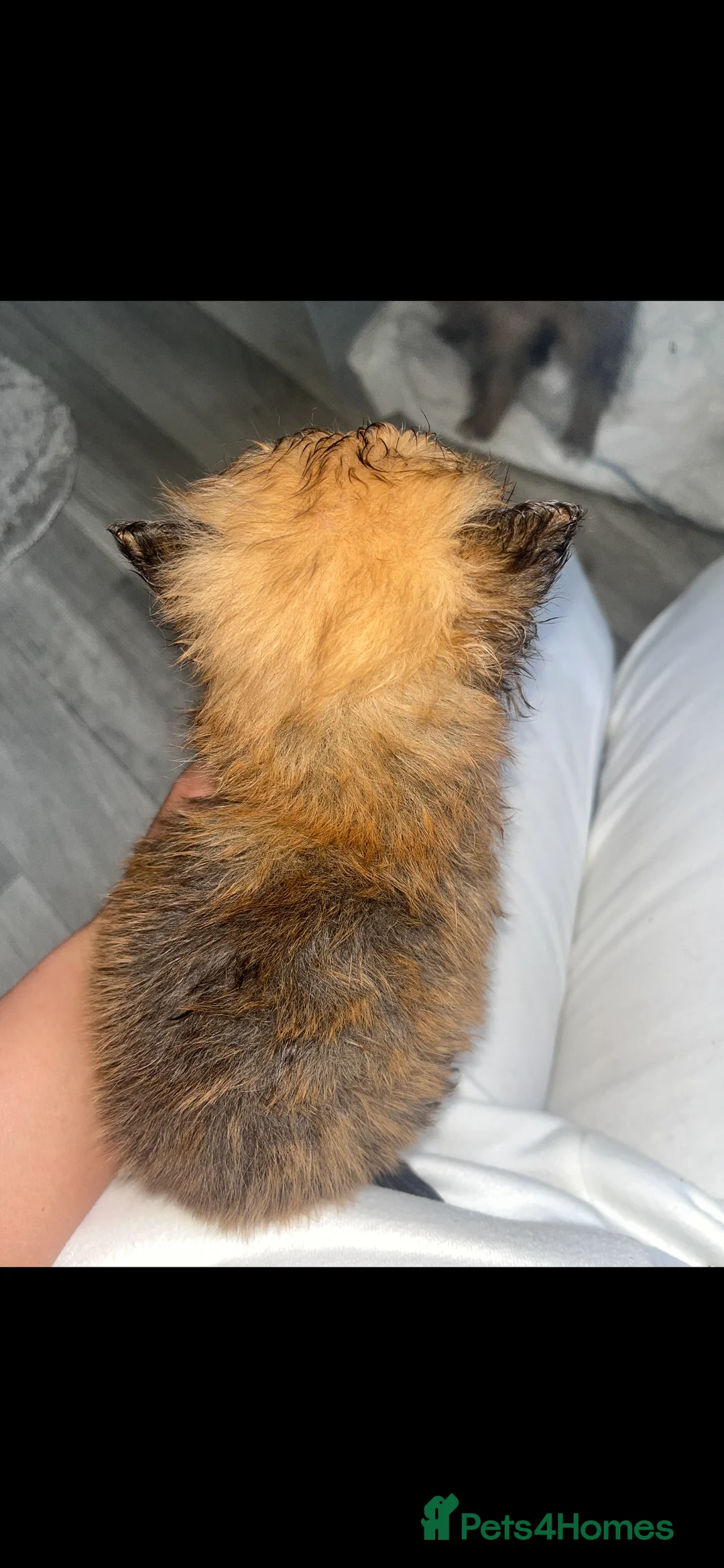 Pomeranian dogs for sale: Pomeranian - Advert 9