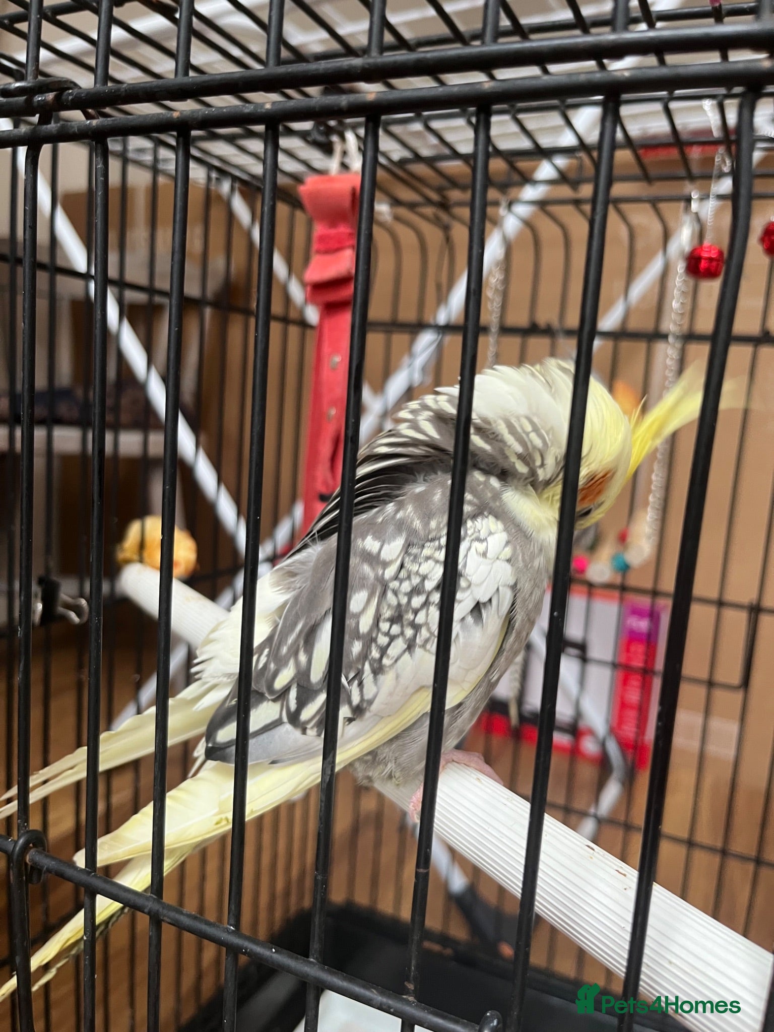 Cockatiels birds 2 birds 8 weeks old with cage and everything  - Advert 4