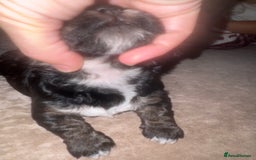 Cockapoo dogs for sale: Tri cockapoo girl  - Image 17