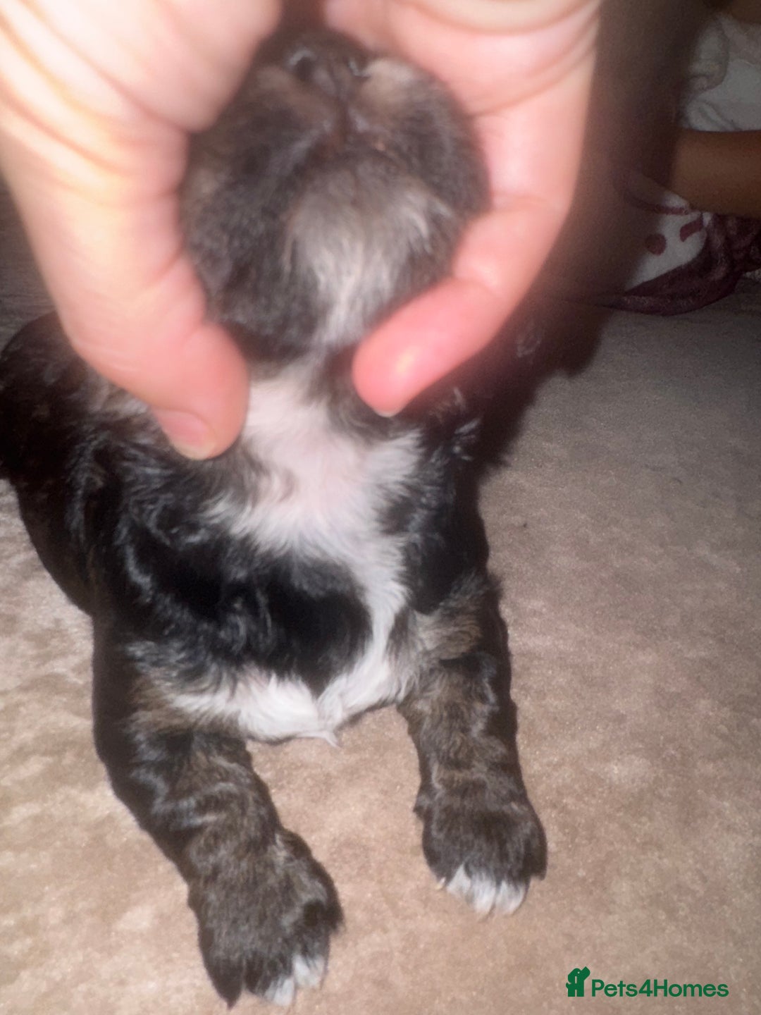 Cockapoo dogs for sale: Tri cockapoo girl  - Image 17