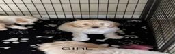 Cockapoo dogs for sale: Gorgeous F1B cockapoo puppy’s for sale  - Advert 2