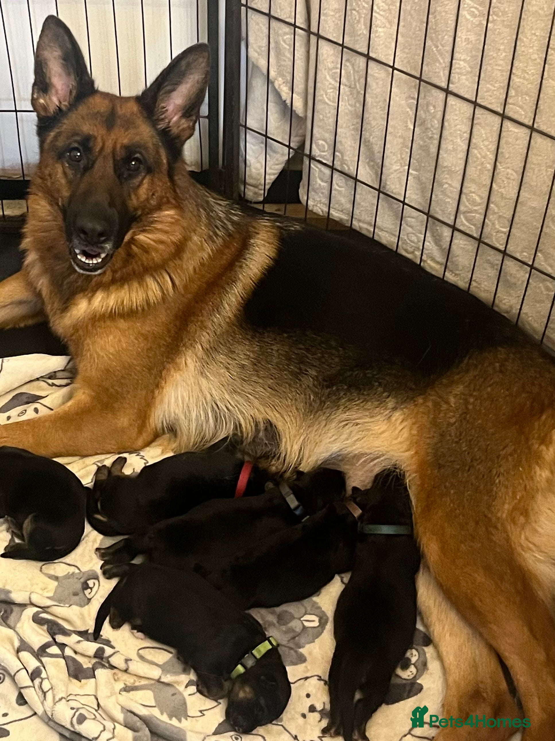 German Shepherd dogs KC reg German shepherd puppies  - Advert 1