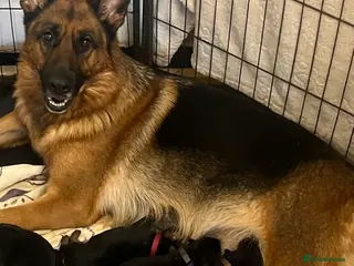 German Shepherd dogs KC reg German shepherd puppies - Advert 1