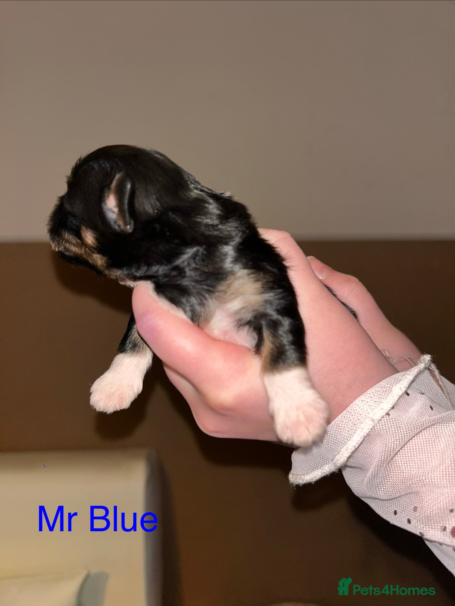 Lhasa Apso dogs KC reg Lhasa Apso PUPS Born 26th Feb  - Advert 11