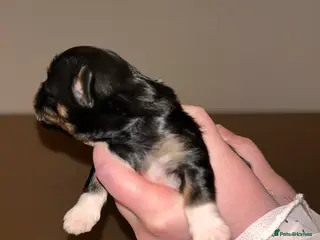 Lhasa Apso dogs KC reg Lhasa Apso PUPS Born 26th Feb - Advert 11