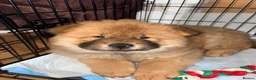 Chow Chow dogs for sale: Chow chow dog  in London - Advert 3