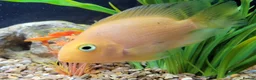 Cichlids fish for sale: Parot cichlid fish for sale - Advert 2