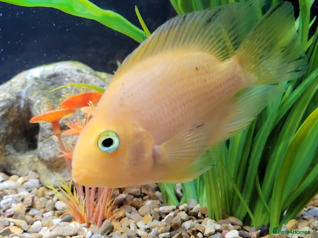 Cichlids fish for sale: Parot cichlid fish for sale - Advert 2