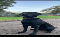 Labrador Retriever dogs for sale: **STUNNING KC LABRADOR PUPPIES**  - Image 8