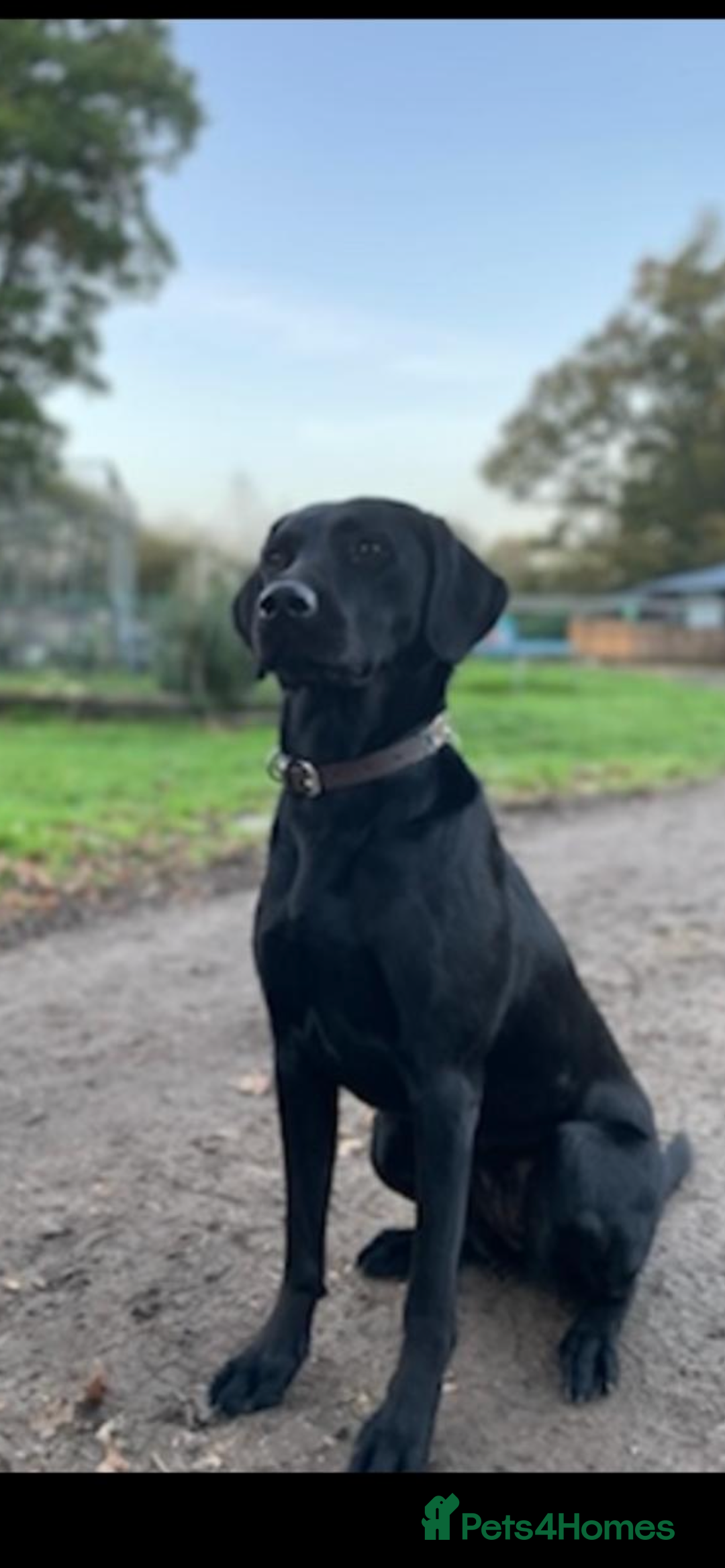 Labrador Retriever dogs for sale: **STUNNING KC LABRADOR PUPPIES**  - Image 8