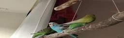 Budgerigars birds for sale: Budgies  - Advert 1