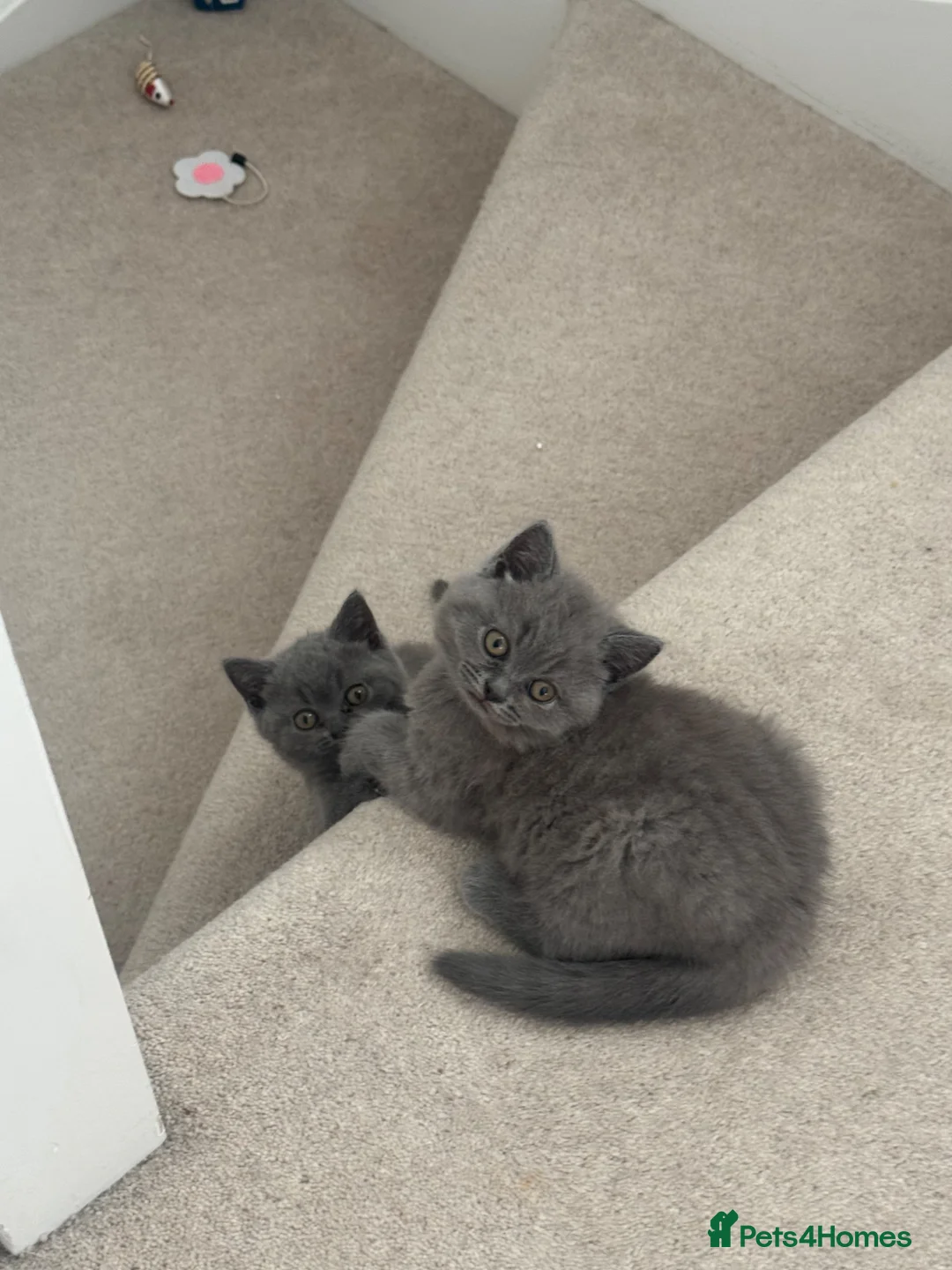 British Shorthair cats for sale: British shorthair kittens  - Advert 11