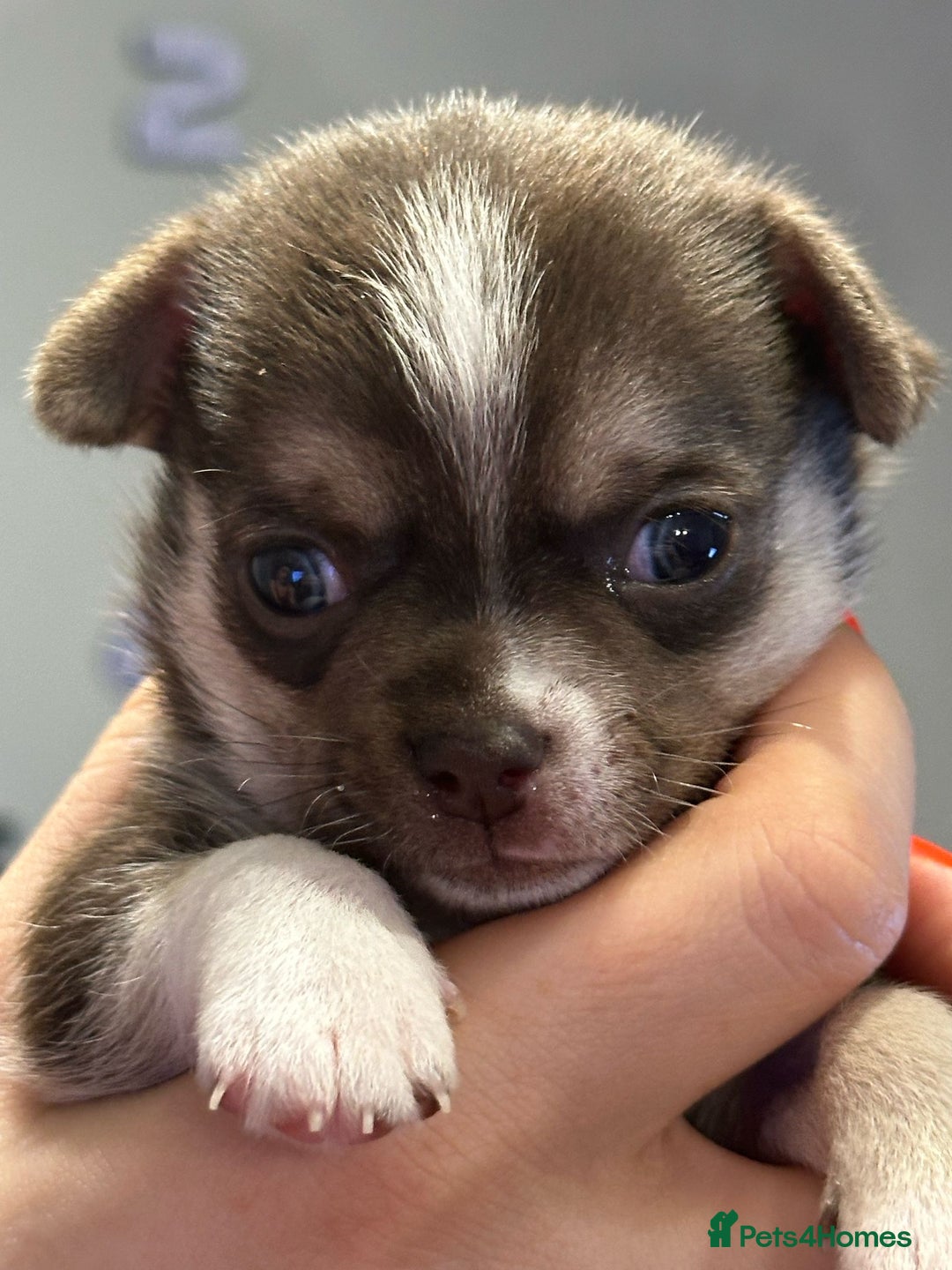 Chihuahua dogs for sale: BOY  Ready To Go✔️ in Basildon - Image 17