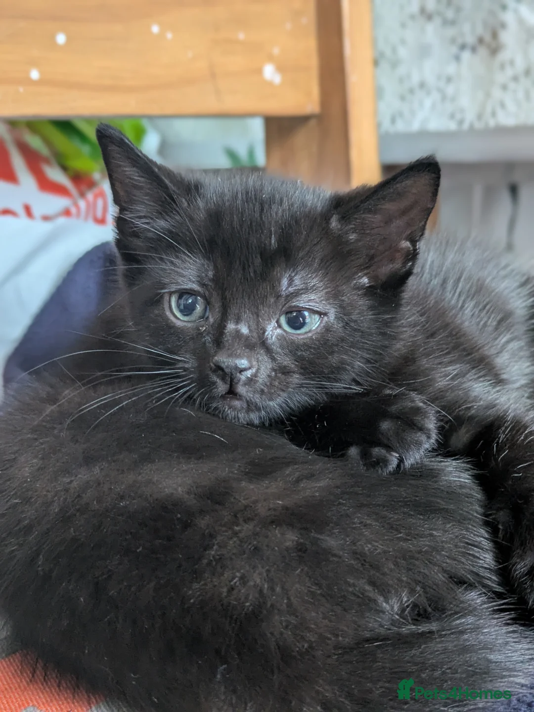 Mixed Breed cats for sale: 1 male 3 female  - Advert 4