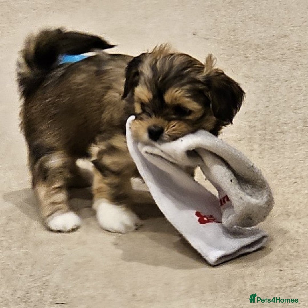 Lhasa Apso dogs for sale: Stunning pedigree Lhasa Apso Puppies - Advert 24