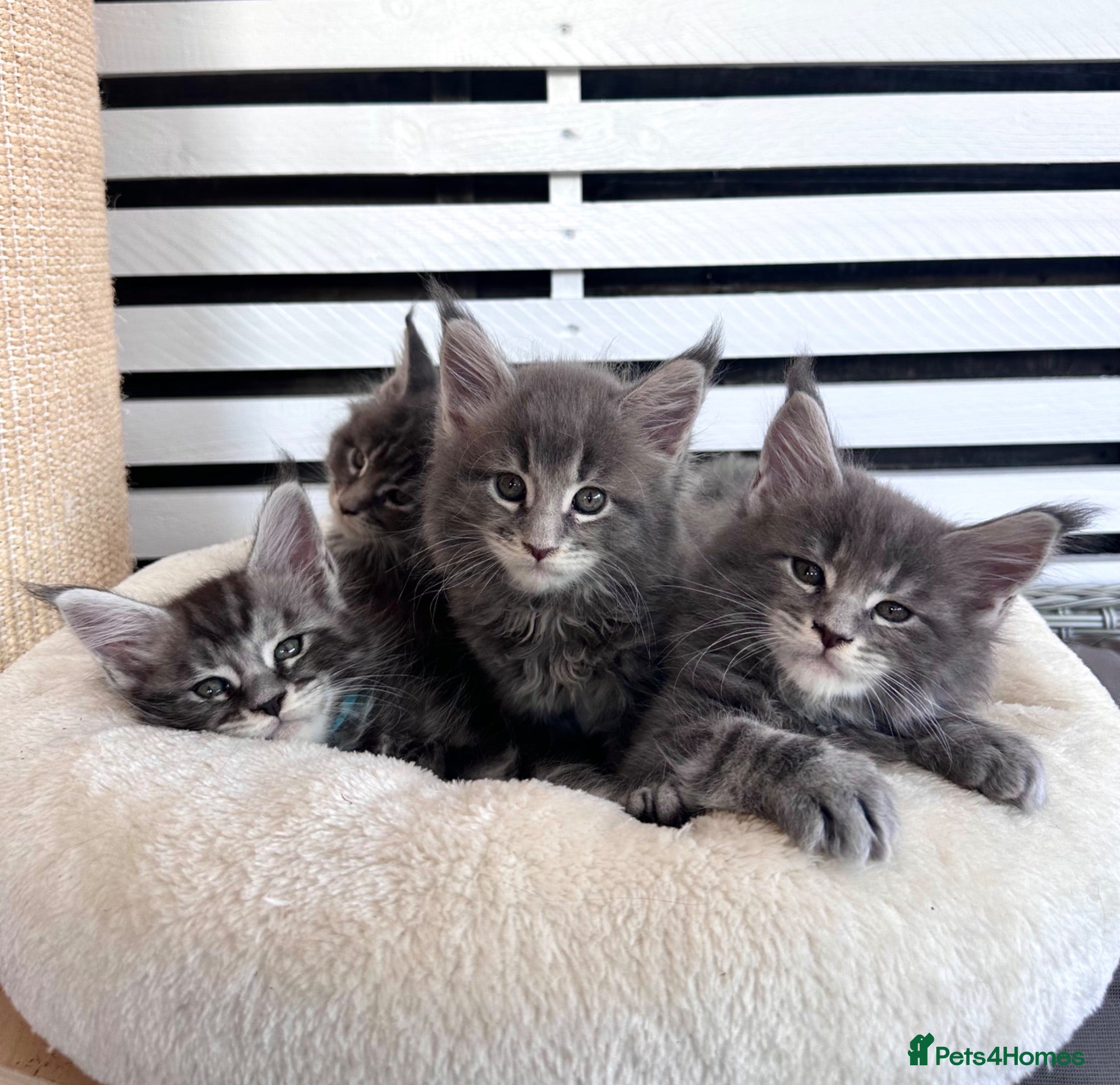 Maine Coon cats ✨7 Gorgeous Pure Breed Maine Coon Kittens✨ - Advert 1