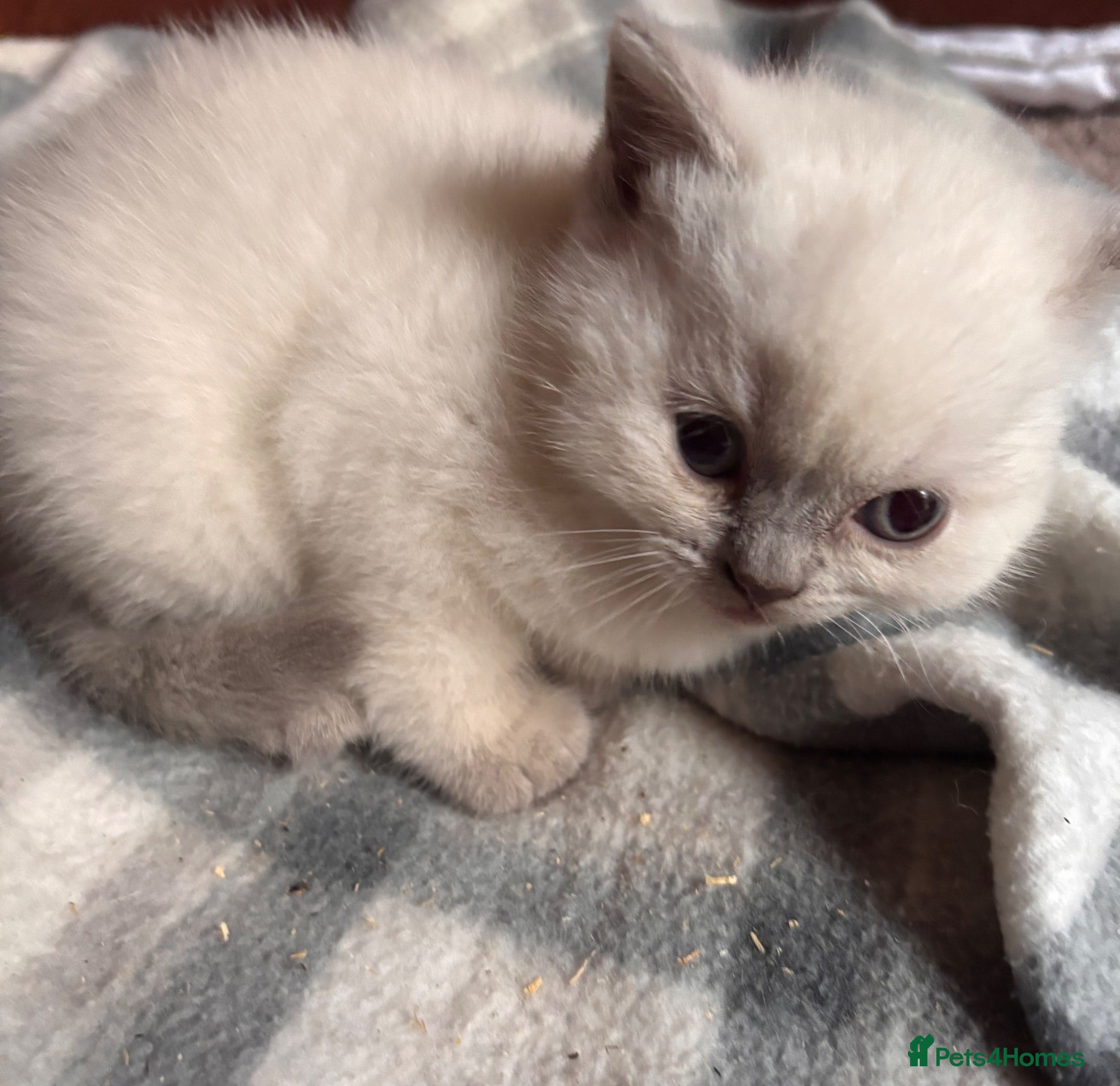 British Shorthair cats GGCF British Shorthair Blue CP female kitten  - Advert 6
