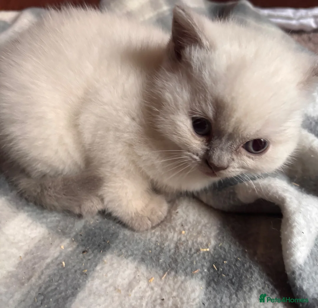 British Shorthair cats for sale: GGCF British Shorthair Blue CP female kitten  - Advert 1