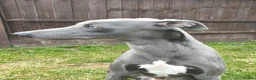 Whippet dogs for sale: KC Registered Whippet Dog, 20 months old in Swadlincote - Advert 5