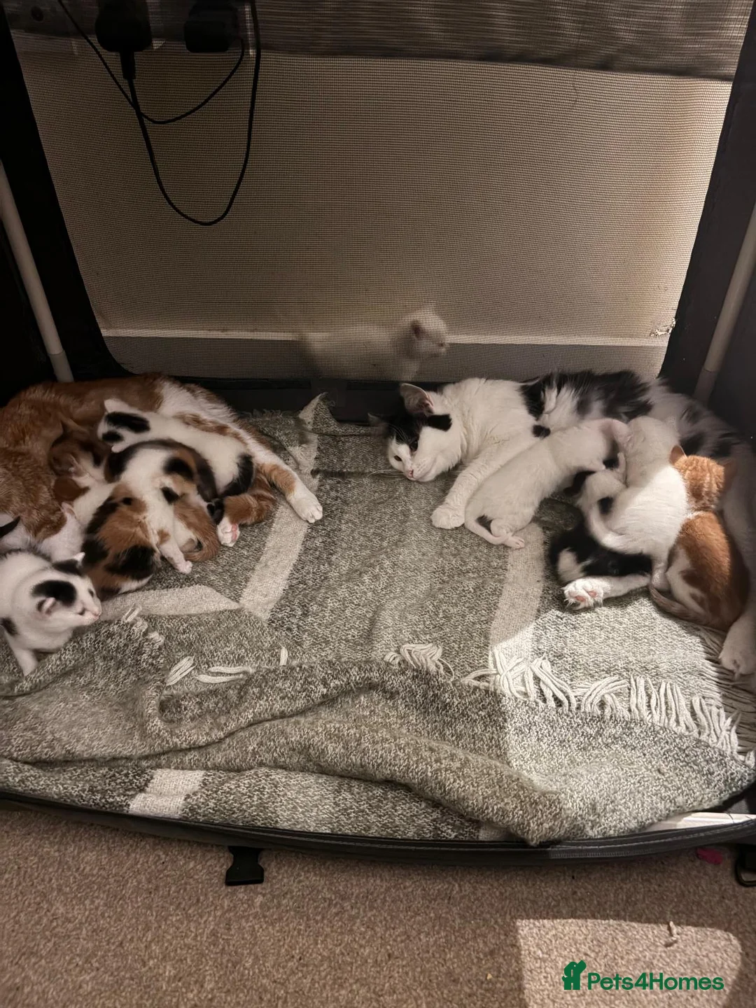 Mixed Breed cats for sale: Kittens for Sale - Advert 2