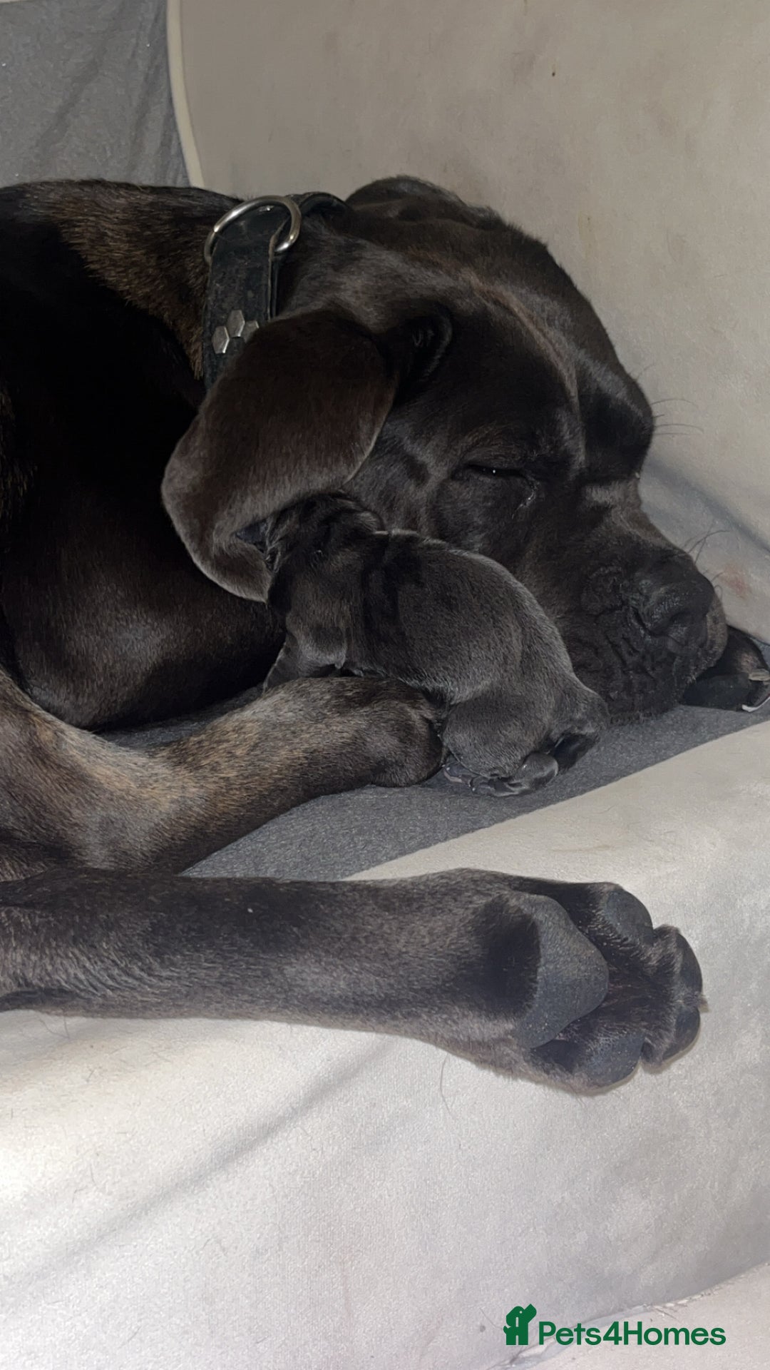 Cane Corso dogs for sale: Abkc registered cane corso pups - Image 5