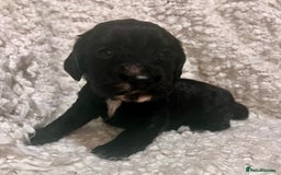 Cocker Spaniel dogs for sale: Fully health tested KC reg working Cocker Spaniels - Image 13