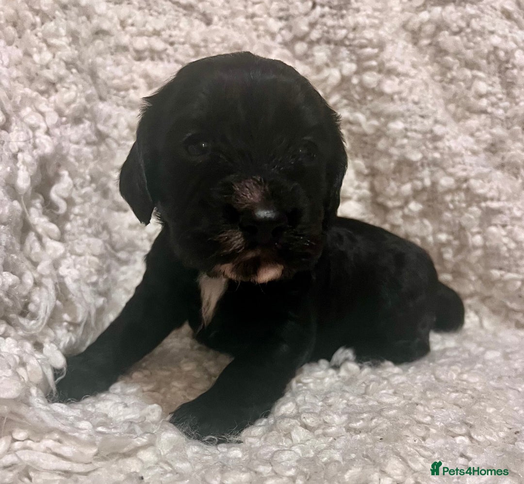 Cocker Spaniel dogs for sale: Fully health tested KC reg working Cocker Spaniels - Image 13