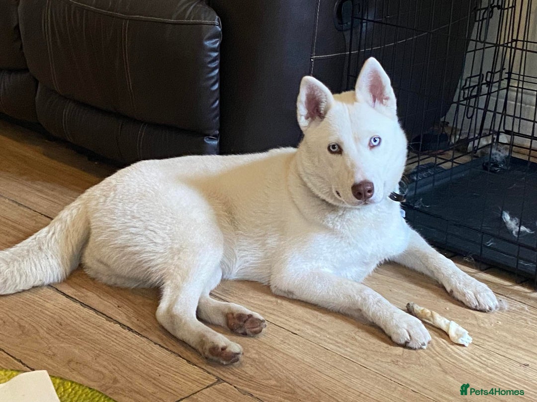 Siberian Husky dogs for sale: Husky Female - Advert 1