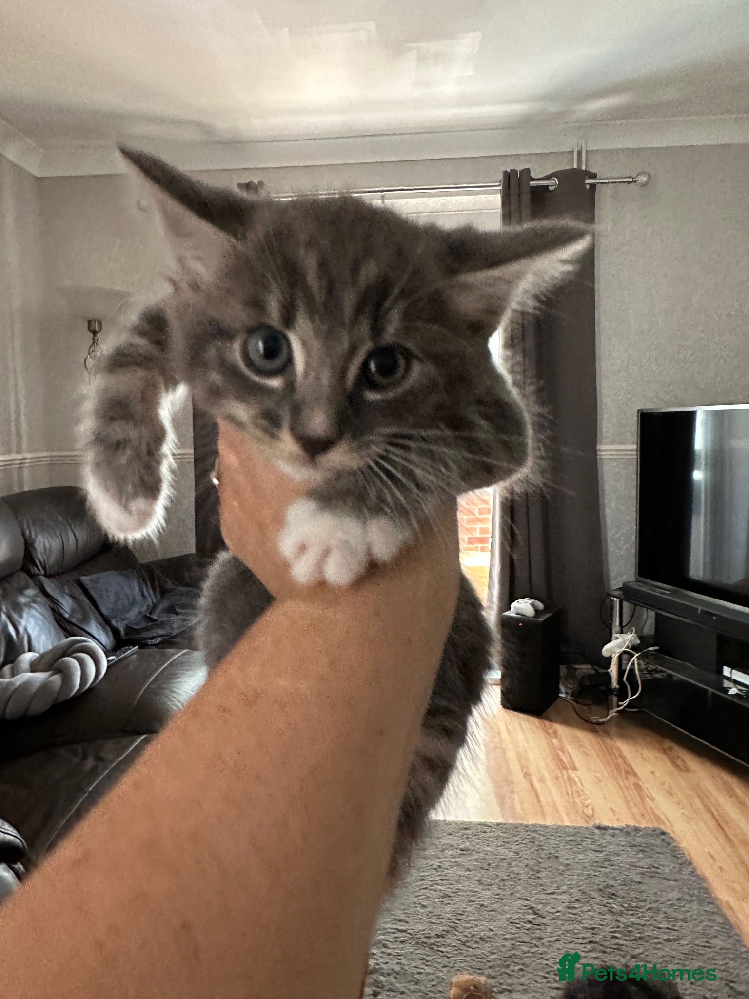 Maine Coon cats Maincoon cross kittens  - Advert 3