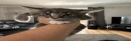 Maine Coon cats for sale: Maincoon cross kittens  - Advert 1