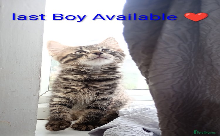 Mixed Breed cats - Advert 11
