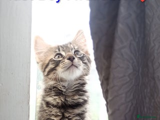 Mixed Breed cats - Advert 12