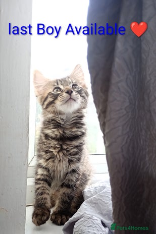 Mixed Breed cats - Advert 7