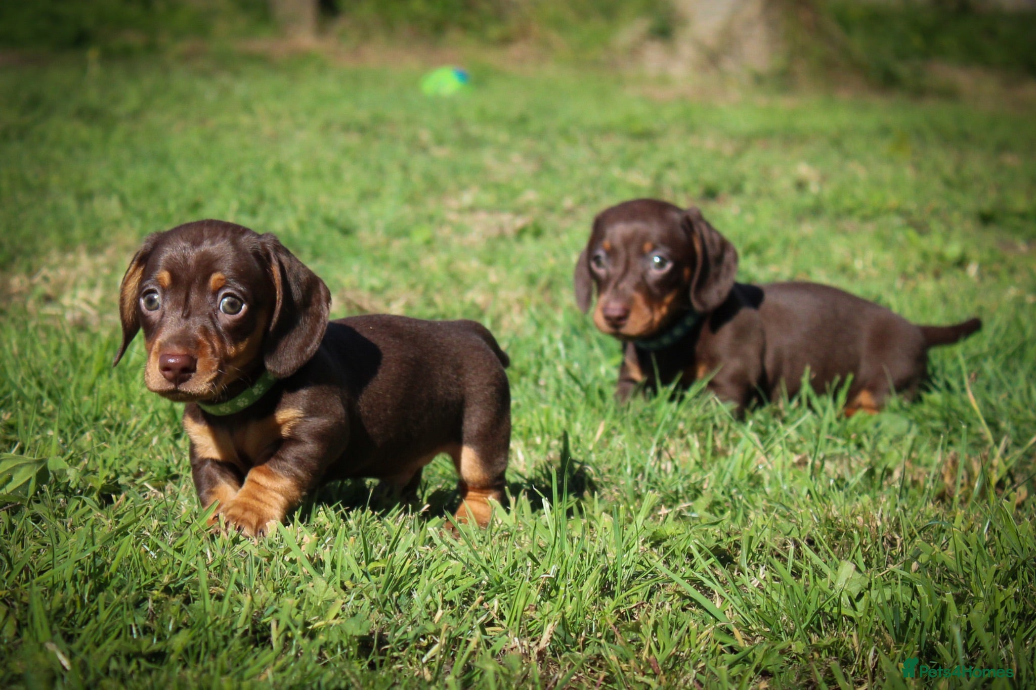 Miniature Dachshund dogs Outstanding Miniature Dachshund Pups - Advert 1