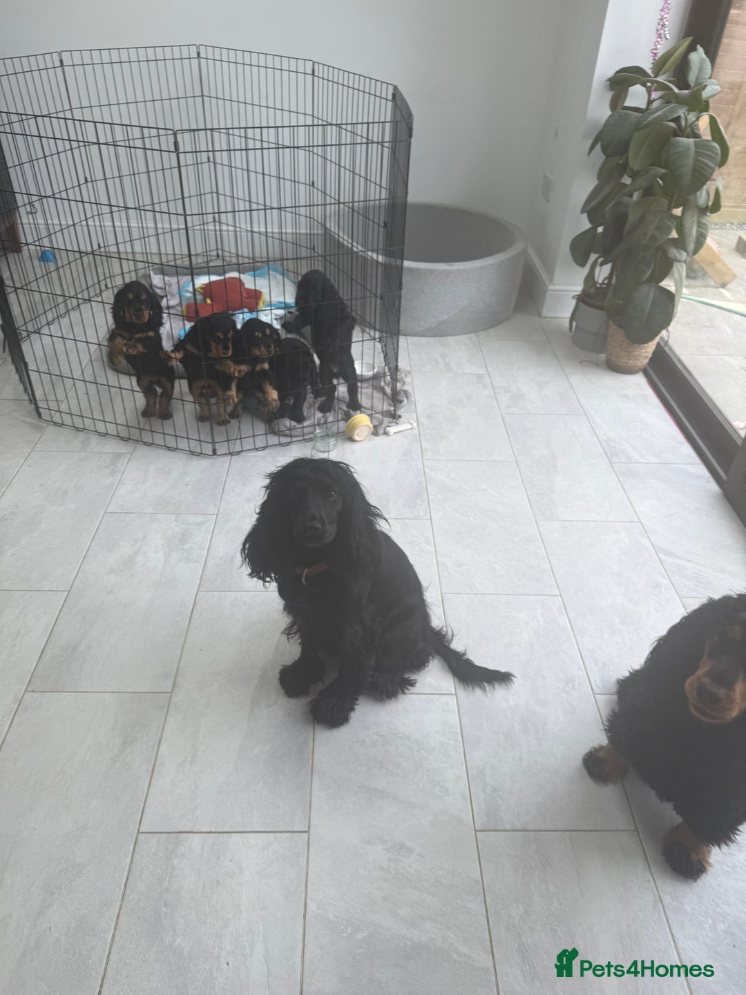 Cocker Spaniel dogs for sale: stunning female, black & tan cocker spaniel pup - Image 6