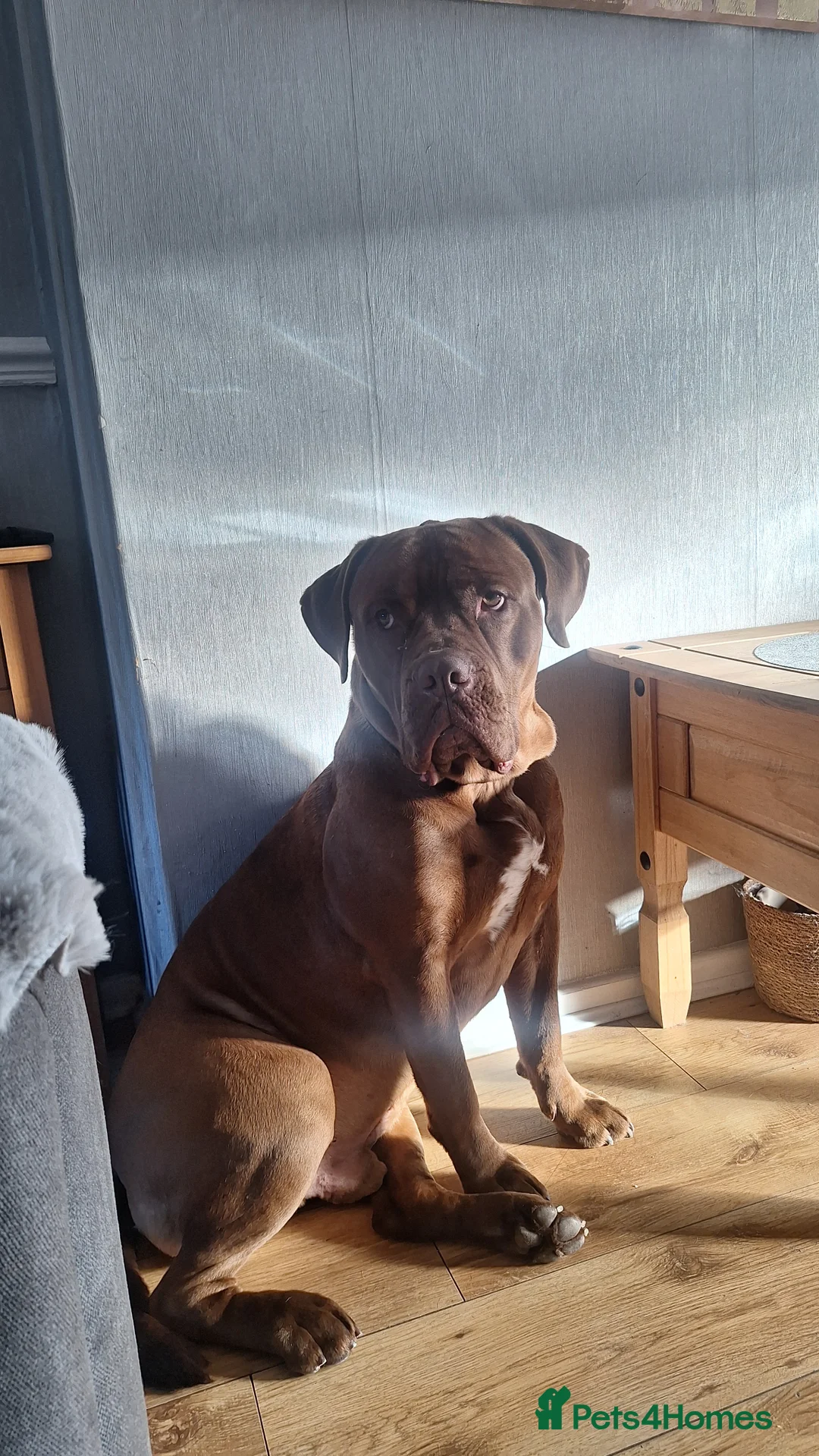 Mixed Breed dogs for sale: Male dog for rehoming  - Advert 2