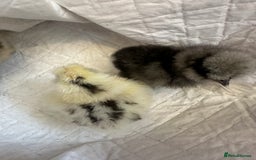 Chickens poultry for sale: Unsexed silkies chicks mixed colours  - Image 5