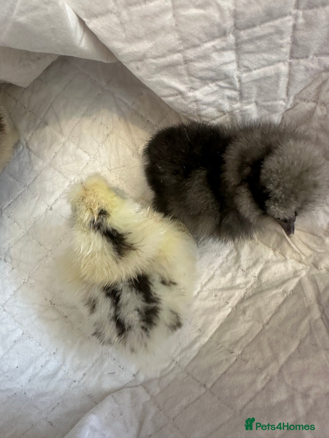 Chickens poultry for sale: Unsexed silkies chicks mixed colours  - Image 5